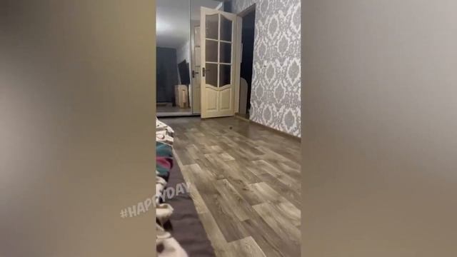 нарезка смешных животных ч. 3 смотреть онлайн