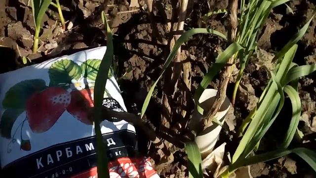 ВИНОГРАД , КАРБАМИД ,ПОДКОРМКА, СТАРТ ПОБЕГОВ. смотреть онлайн