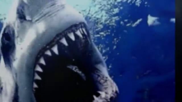 SHARKS ARE AWESOME BEST OF SHARKS PICTURES PHOTOS SHARK ATTACK JAWS