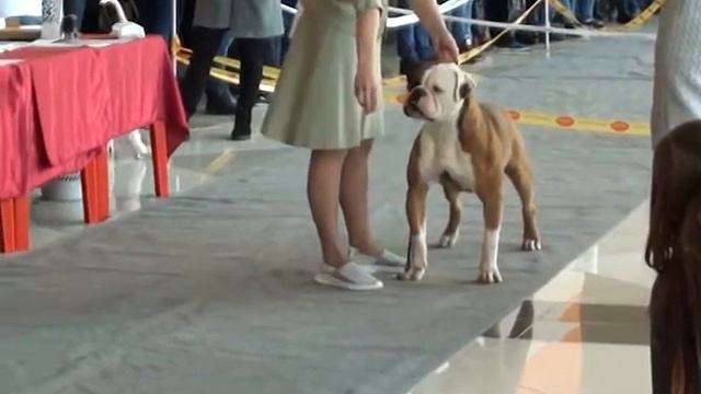 Моно АБ Казань кобель промежуток смотреть онлайн