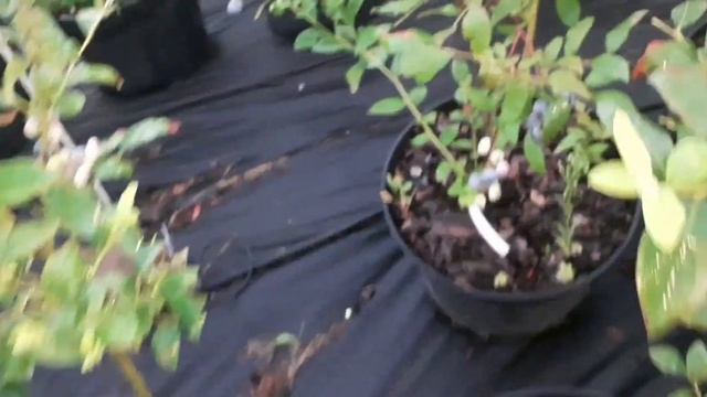 Лохина сорт Блюкроп смотреть онлайн