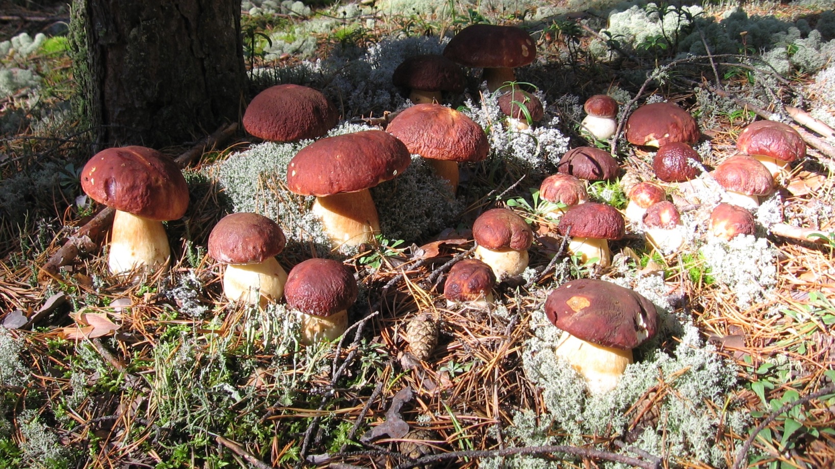 Боровой белый гриб в Костромской