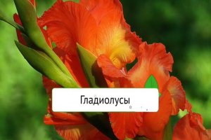 Красивые Гладиолусы и Красивая музыка