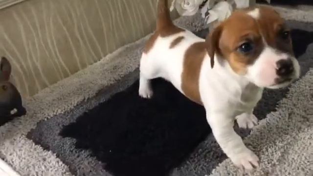 Питомник Арт Ева К Джэки смотреть онлайн