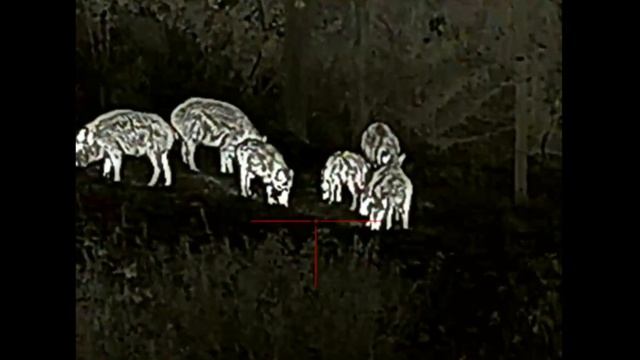 Hog hunting Rico RH50, Sauer 100 8x57, wild boar hunting, termal hunting смотреть онлайн