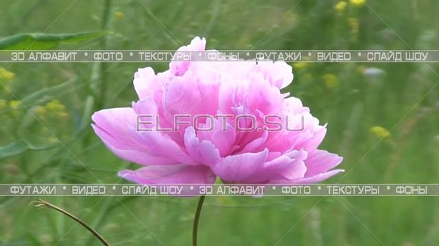 Футаж красивый цветок смотреть онлайн