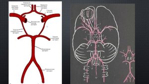 4. Артерии и вены