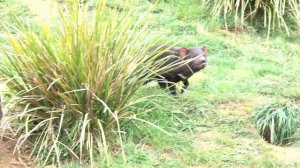 What Does a Tasmanian Devil Sound Like?