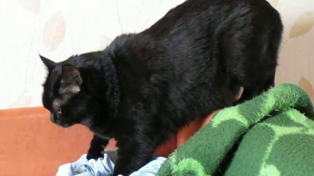 Кот Шушка и ночнушка - Cat and bedgown