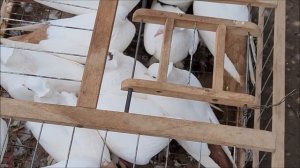 Сельские голуби.27 02 2022 года, часть 3. Город Кропоткин ярмарка голубей декоративных птиц.