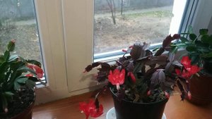 Цветение Шлюмбергеры(Рождественника).Отличия Шлюмбергеры и Рипсолидопсиса.