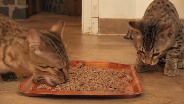 Savannah and Bengal Cattery смотреть онлайн