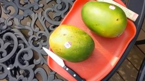 Massive AVA California Keitt Mangos!