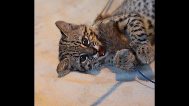 Дикая Кошка Жоффруа #4 смотреть онлайн