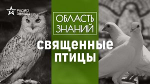 Что в Библии сказано о птицах? Лекция орнитолога Павла Квартального