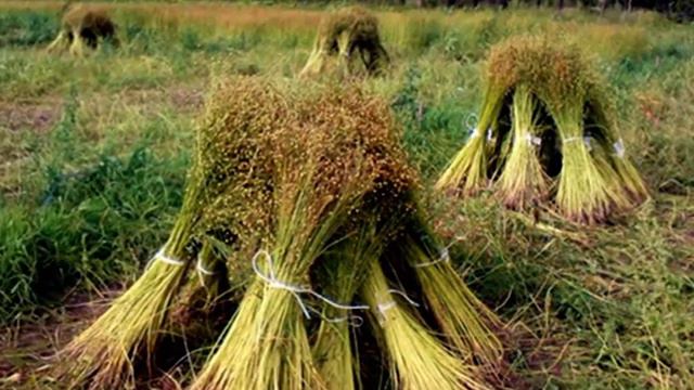 "Над лугами і над нивами". Співає ансамбль села Меделівка, Житомирщина.