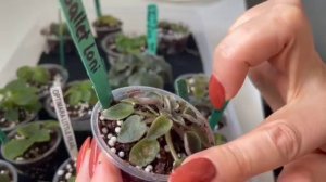 Осмотр и пересадка деток// Observations and repotting of violet's babies and suckers.