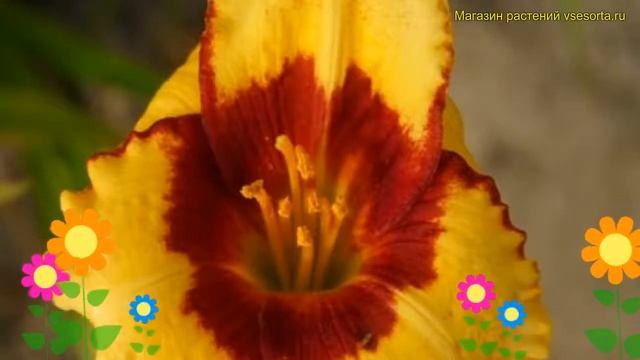 Лилейник гибридный Летний Дракон. Краткий обзор, описание характеристик hemerocallis Summer dragon смотреть онлайн