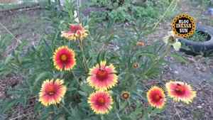 Шток-роза или мальва из семян и другие цветы. 25 июня 2016