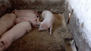 Сколько корма съедают свиньи? Ответ подписчику.