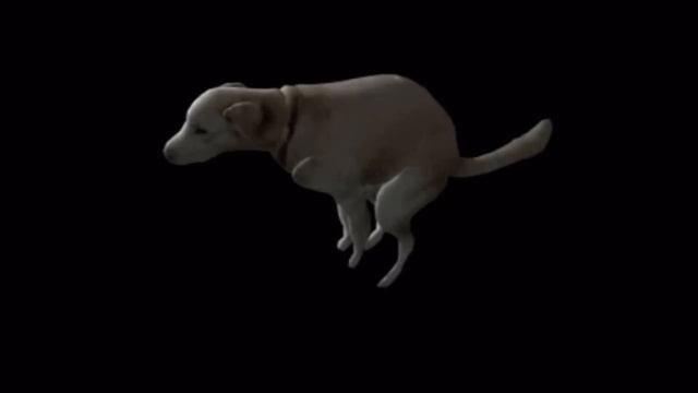 Dog.