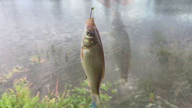 Рыбалка Глотаево Река Каширка видео 4К смотреть онлайн
