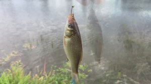 Рыбалка Глотаево Река Каширка видео 4К