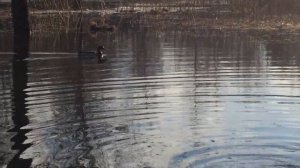 Весна, утки прилетели и плавают в пруду в центре города Архангельска.