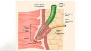 Как возникают красные точки на теле