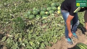 Эмир F1 - Ранний арбуз. 62 т/га БЕЗ ОРОШЕНИЯ