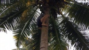 Как залезть на пальму))))