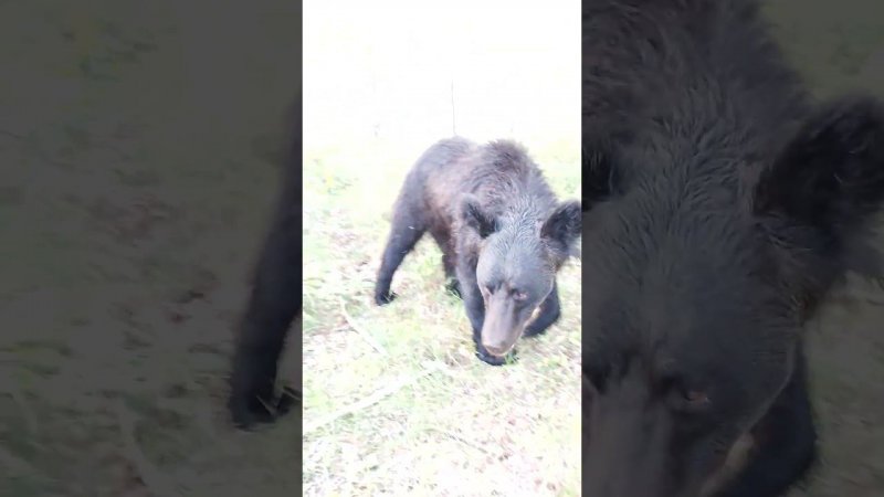 Медвежата побежали на рыбалку. #bear