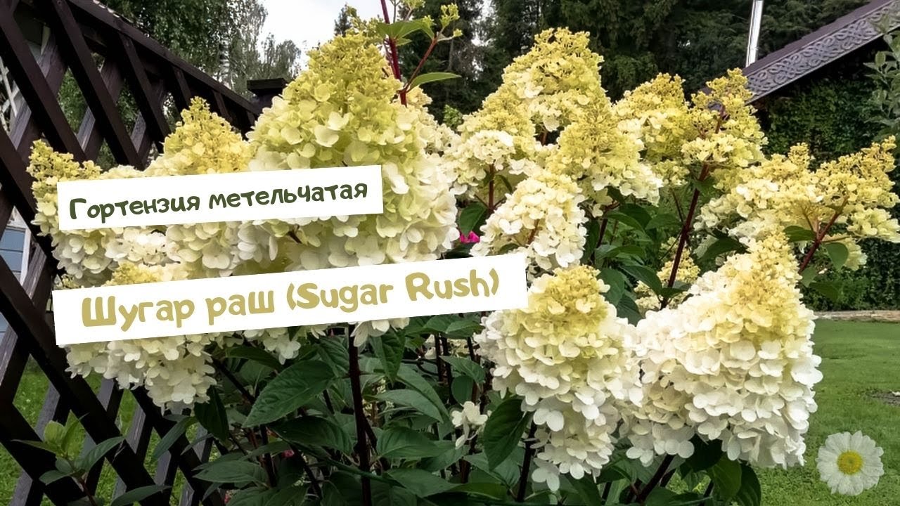 Гортензия метельчатая Шугар раш (Sugar Rush).