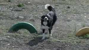 бордер колли и корги пемброк