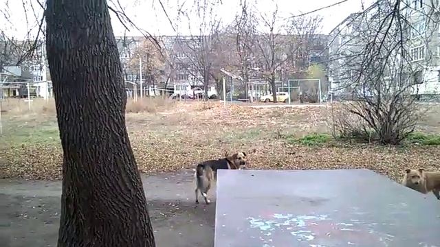 Стая собак на Соколе смотреть онлайн