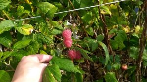 САД И ОГОРОД В КОНЦЕ ОКТЯБРЯ. Что посадить. Аптечная грядка