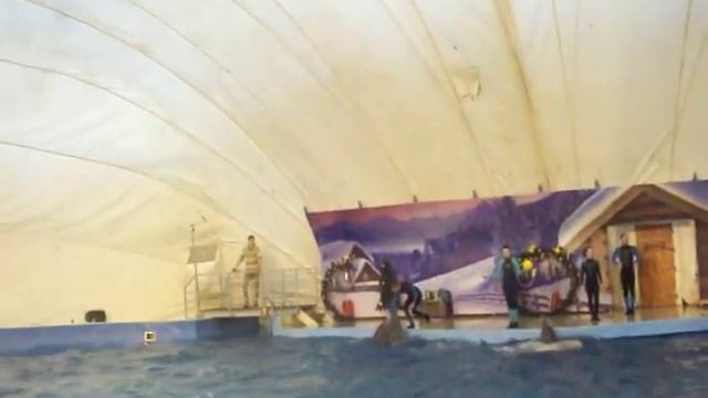 Дельфинарий Немо Анапа смотреть онлайн