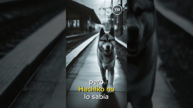 Hachiko: La Emotiva Historia del Perro Más Leal de Japón