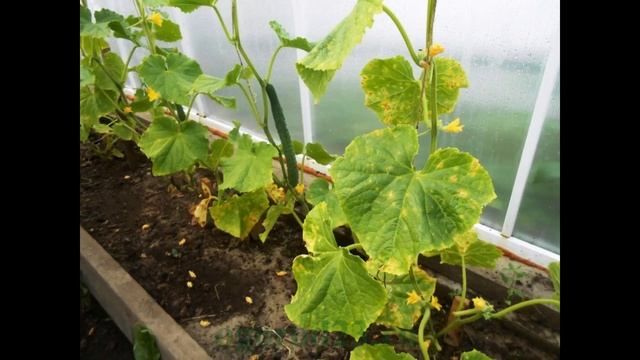 Чего не хватает растению? ЧАСТЬ 1 - АЗОТ смотреть онлайн