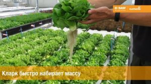 Кларк* - маслянистый салат с выраженным ореховым вкусом