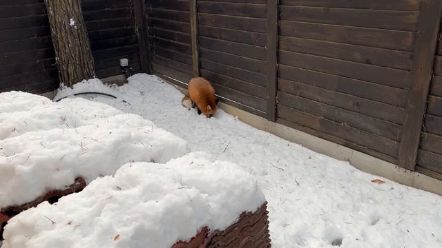 Алиса - лиса. Уйдите все, тут мой схрон смотреть онлайн