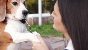 Jack Russell vs Beagle: Which one is the best?