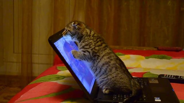 шалун смотреть онлайн