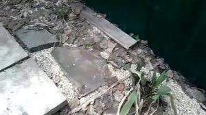 Альпинарий, альпийская горка своими руками. Освоение заброшенной территории новичком