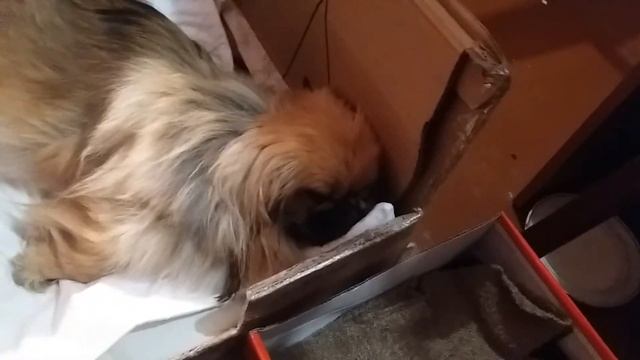 Схватки у собаки смотреть онлайн