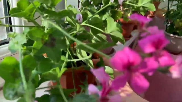 Обзор моих Плющелистных Ампельных Пеларгоний