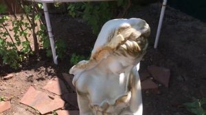 Роза Georges Denjean Жорж Денжан, первогодка зацвела!