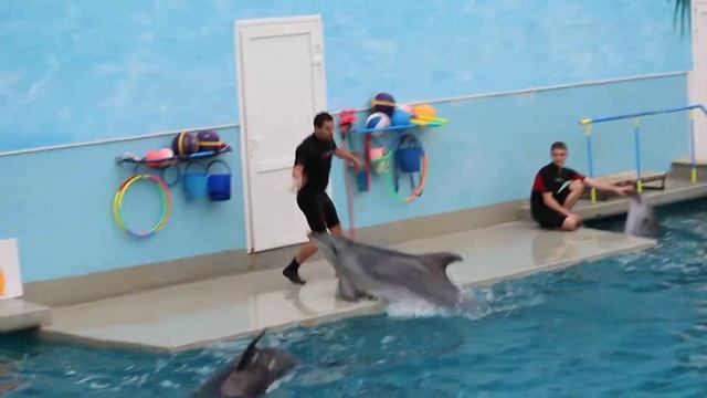 Брейк Танец дельфина на суше смотреть онлайн