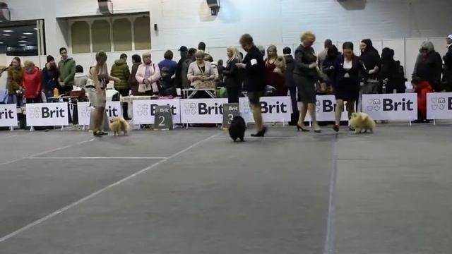 21.10.2017г. Международная выставка собак - CACIB FCI г. Нижний Новгород цвергшпиц смотреть онлайн