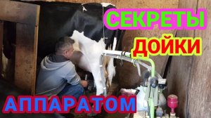ДОЙКА КОРОВЫ ДОИЛЬНЫМ АППАРАТОМ